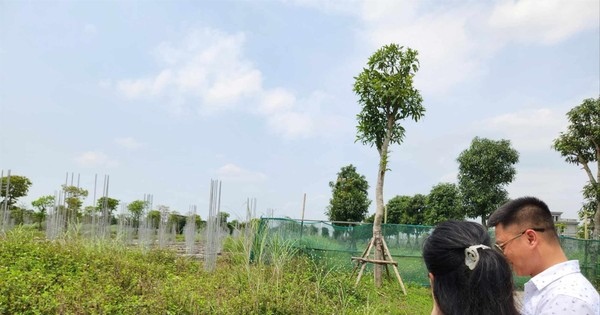 Lý do giá đất nền vùng ven tăng 'dựng đứng' nhưng nhà đầu tư vẫn thận trọng